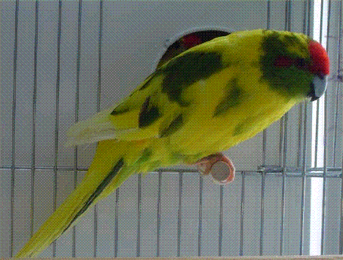 male kakariki panache